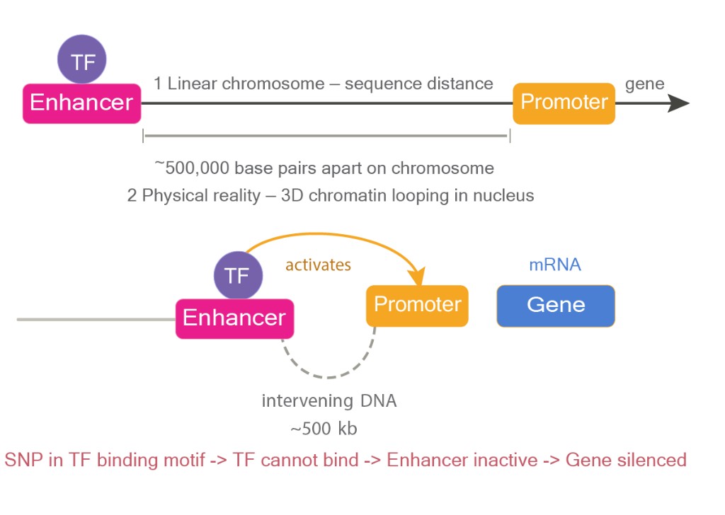 Linear chromosome view with enhancer and promoter ~500 kb apart; 3D looping brings them together so a TF-bound enhancer activates the promoter and drives mRNA expression