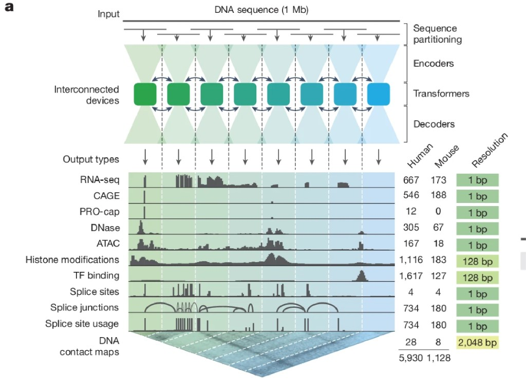 AlphaGenome overview showing 1 Mb input routed to modality-specific 1D tracks and 2D contact maps.