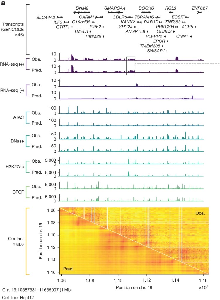 Predicted versus observed tracks across RNA-seq, chromatin and contact maps for a held-out 1 Mb region.