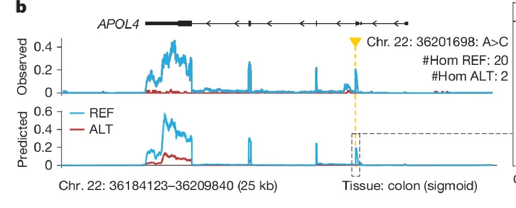 APOL4 on chromosome 22: observed and predicted RNA-seq for reference versus alternate allele in sigmoid colon (rs9610445).