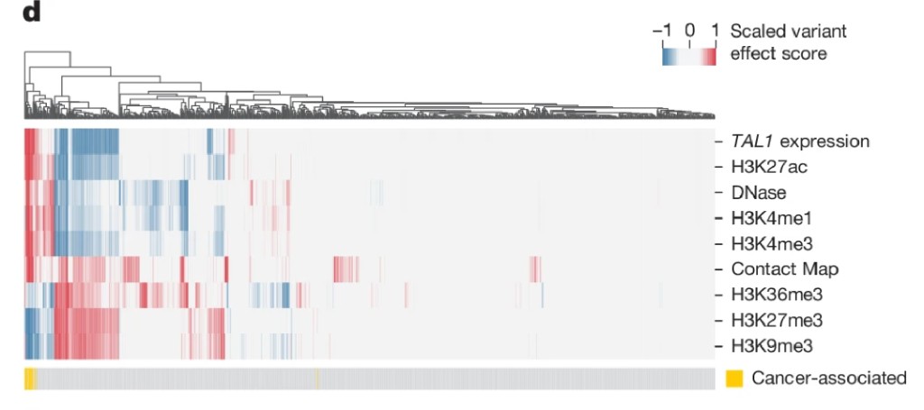 Multimodal heatmap showing cancer-associated variants cluster with stronger scaled variant effect scores across modalities.