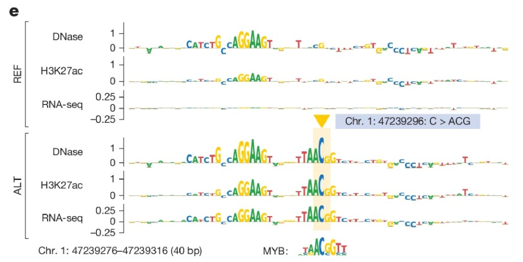 ISM-derived motif logos showing that the oncogenic insertion creates a MYB binding motif that drives TAL1 activation.