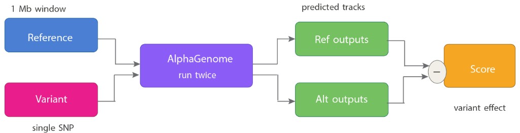 Reference and alternative forward passes through AlphaGenome followed by subtraction to compute variant effect scores.