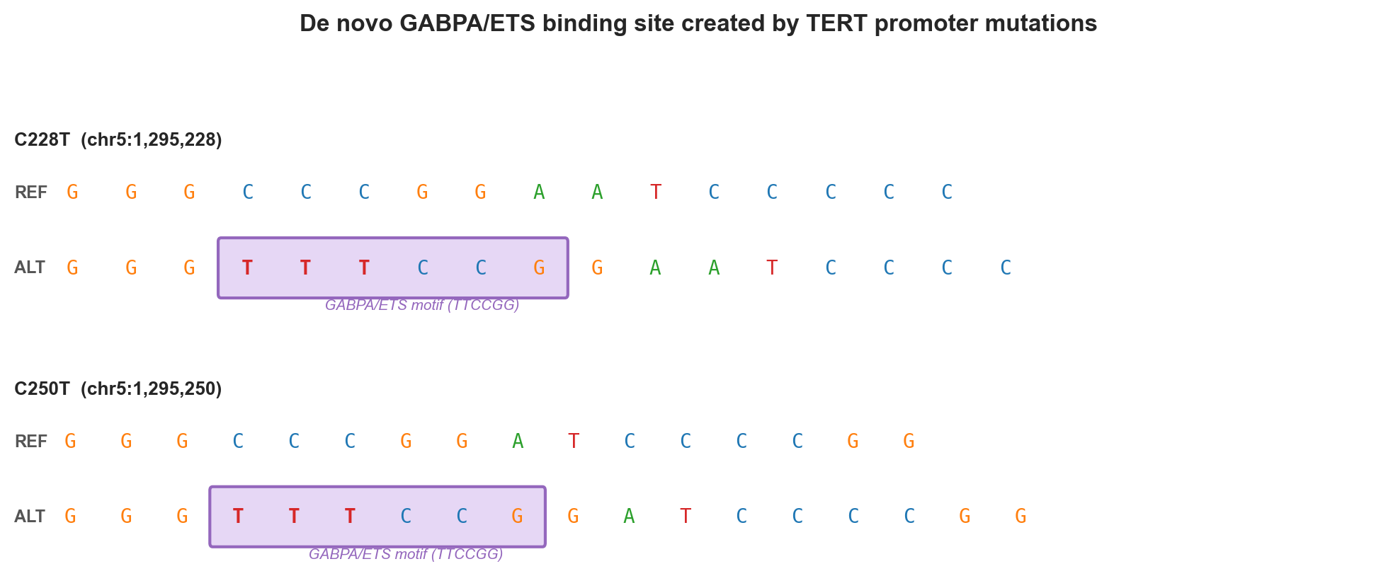 De novo GABPA/ETS motif created by C228T and C250T