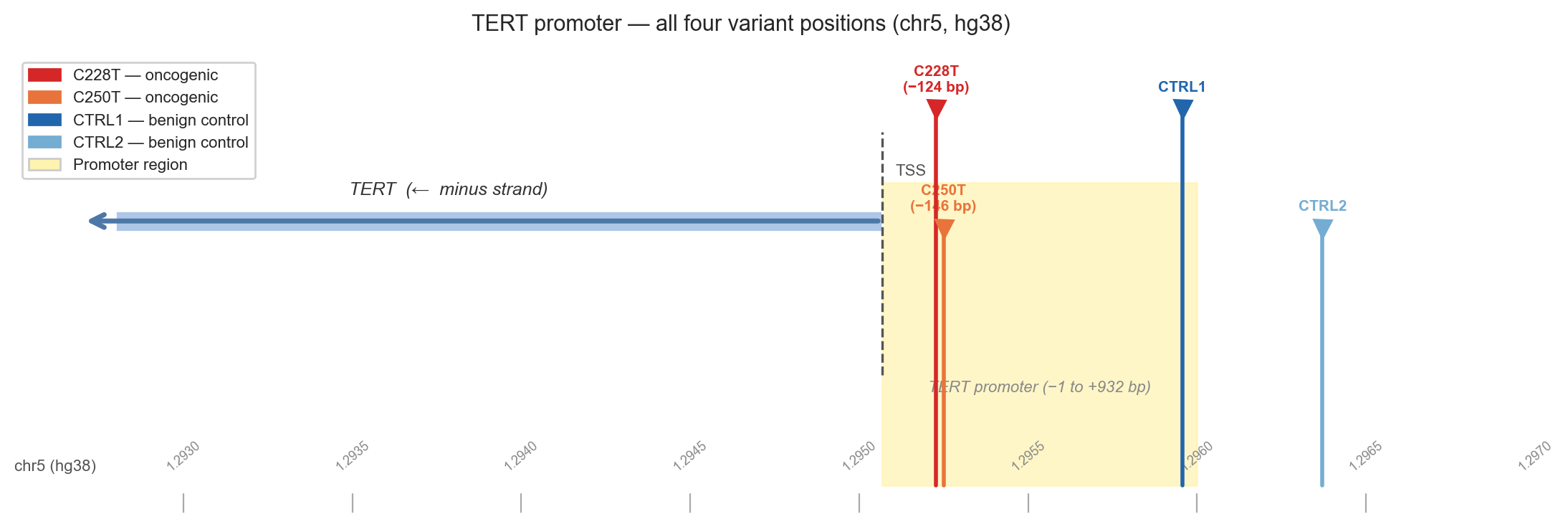 TERT promoter coordinate map