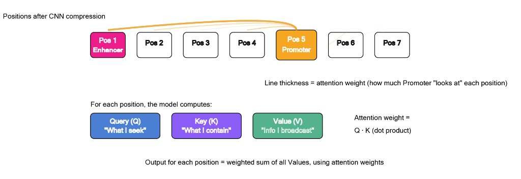 Positions after CNN compression: enhancer and promoter nodes; arcs from promoter to other positions with thick arc to enhancer indicating strong regulatory attention; Query, Key, Value definitions; output as weighted sum of values